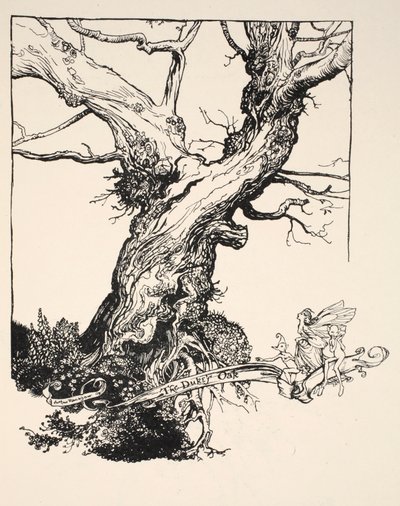 La quercia del duca, illustrazione da 